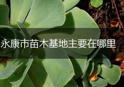 永康市苗木基地主要在哪里
