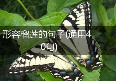 形容榴莲的句子(通用40句)