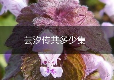 芸汐传共多少集