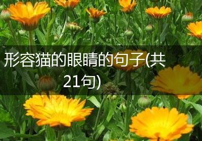 形容猫的眼睛的句子(共21句)