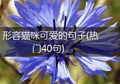 形容猫咪可爱的句子(热门40句)