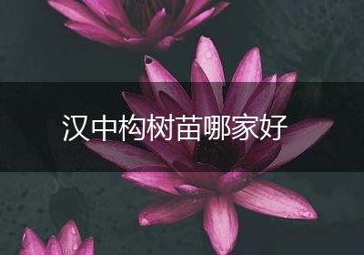 汉中构树苗哪家好