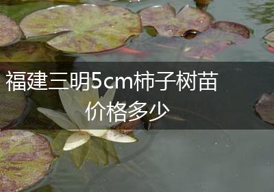 福建三明5cm柿子树苗价格多少
