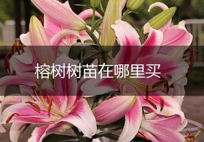 榕树树苗在哪里买