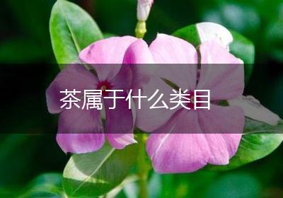 茶属于什么类目