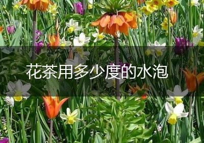 花茶用多少度的水泡