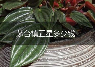 茅台镇五星多少钱