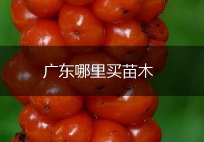 广东哪里买苗木