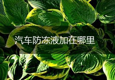 汽车防冻液加在哪里