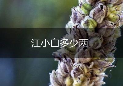 江小白多少两