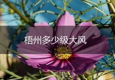 梧州多少级大风