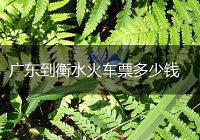 广东到衡水火车票多少钱