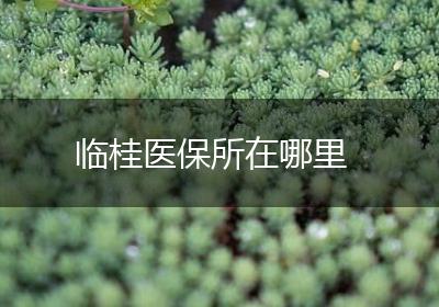 临桂医保所在哪里