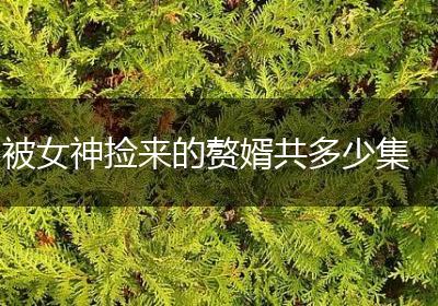 被女神捡来的赘婿共多少集