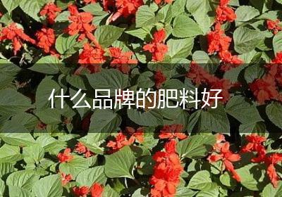 什么品牌的肥料好