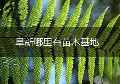 阜新哪里有苗木基地