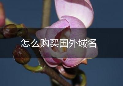 怎么购买国外域名