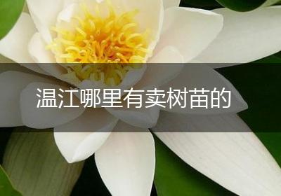 温江哪里有卖树苗的