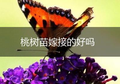 桃树苗嫁接的好吗