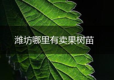 潍坊哪里有卖果树苗