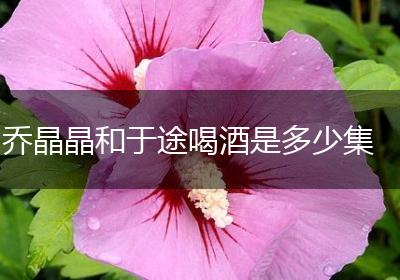 乔晶晶和于途喝酒是多少集