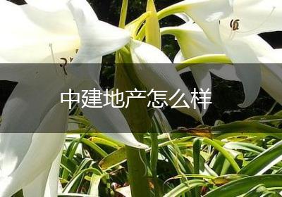 中建地产怎么样