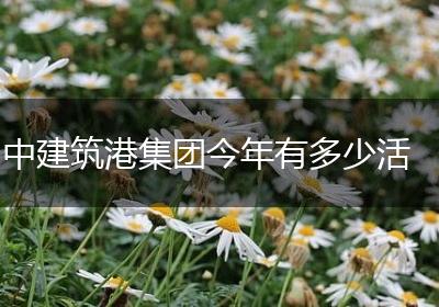 中建筑港集团今年有多少活