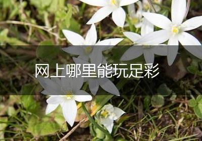 网上哪里能玩足彩