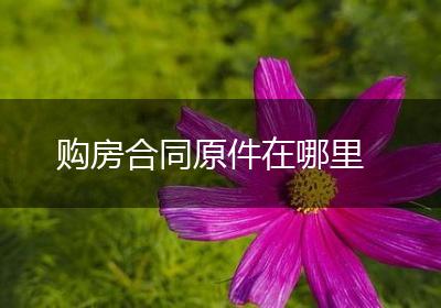 购房合同原件在哪里
