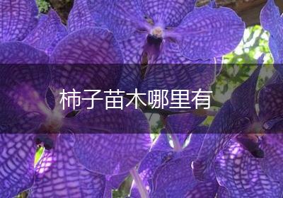 柿子苗木哪里有