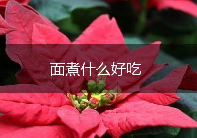 面煮什么好吃