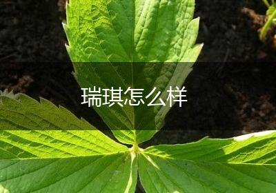 瑞琪怎么样