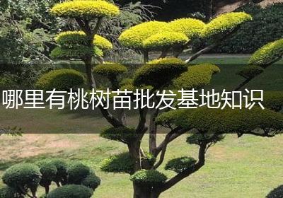 哪里有桃树苗批发基地知识