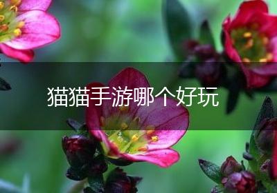 猫猫手游哪个好玩