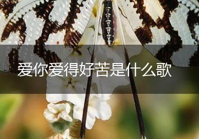 爱你爱得好苦是什么歌