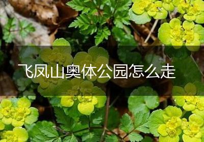 飞凤山奥体公园怎么走