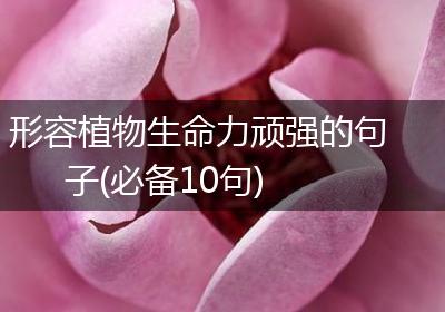 形容植物生命力顽强的句子(必备10句)