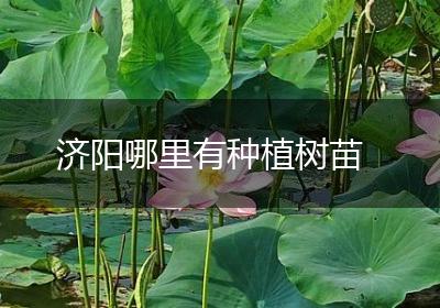 济阳哪里有种植树苗
