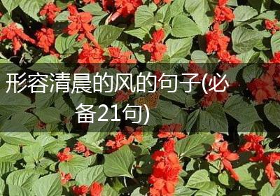 形容清晨的风的句子(必备21句)