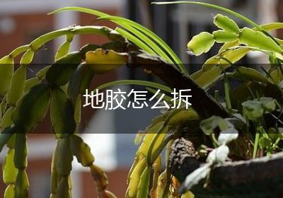 地胶怎么拆