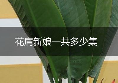 花肩新娘一共多少集