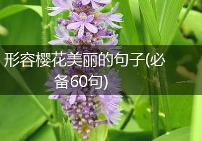 形容樱花美丽的句子(必备60句)