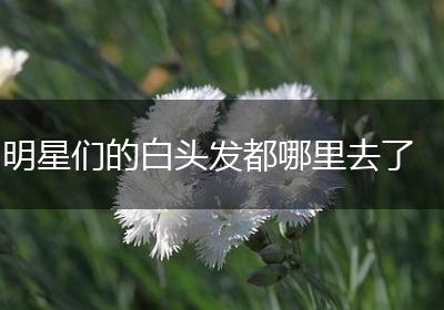 明星们的白头发都哪里去了