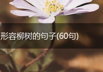 形容柳树的句子(60句)