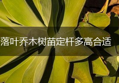 落叶乔木树苗定杆多高合适