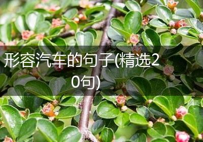 形容汽车的句子(精选20句)