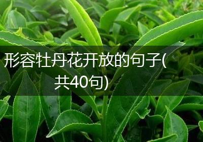 形容牡丹花开放的句子(共40句)