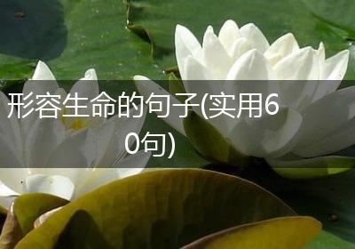 形容生命的句子(实用60句)