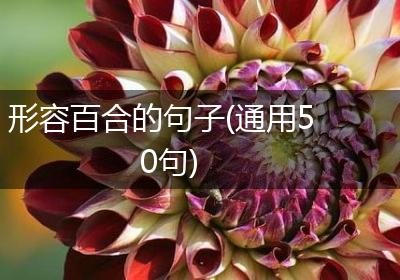 形容百合的句子(通用50句)