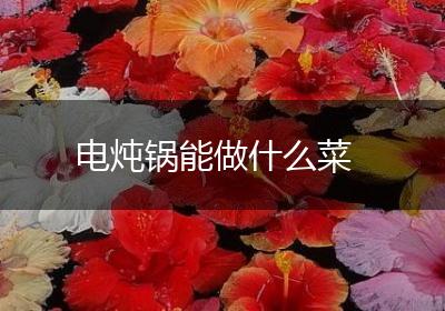 电炖锅能做什么菜